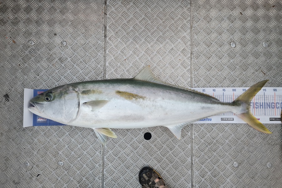 Mark Pandelidis caught this 108.0cm Kingfish at Whangaroa Harbour during The Export NZ Fishing Competition