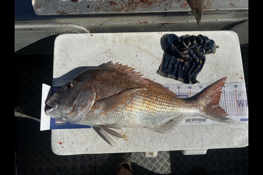 Corey Proffit caught this 72.0cm Snapper at Mokau  during The Export NZ Fishing Competition