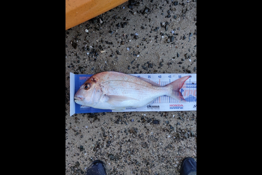 Kieran O'Regan caught this 49.5cm Snapper at Kerikeri Inlet during The Export NZ Fishing Competition