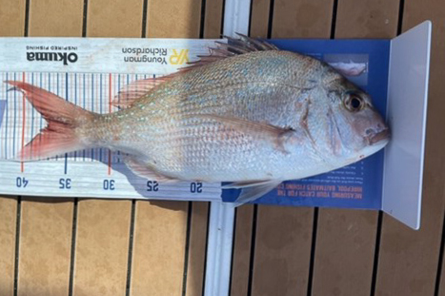 Dave Squire caught this 37.0cm Snapper at Mana Island during The Export NZ Fishing Competition