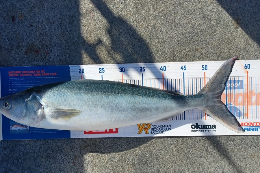 Dennis McLeod caught this 53.5cm Kahawai at Whitianga during The Export NZ Fishing Competition
