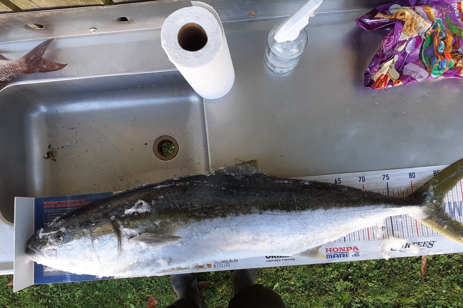 Nick Schwarzer caught this 86.0cm Kingfish at Whakatane  during The Export NZ Fishing Competition