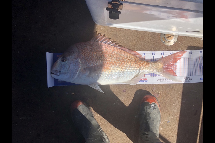 Joshua Talsma caught this 65.0cm Snapper at Kawhia during The Export NZ Fishing Competition