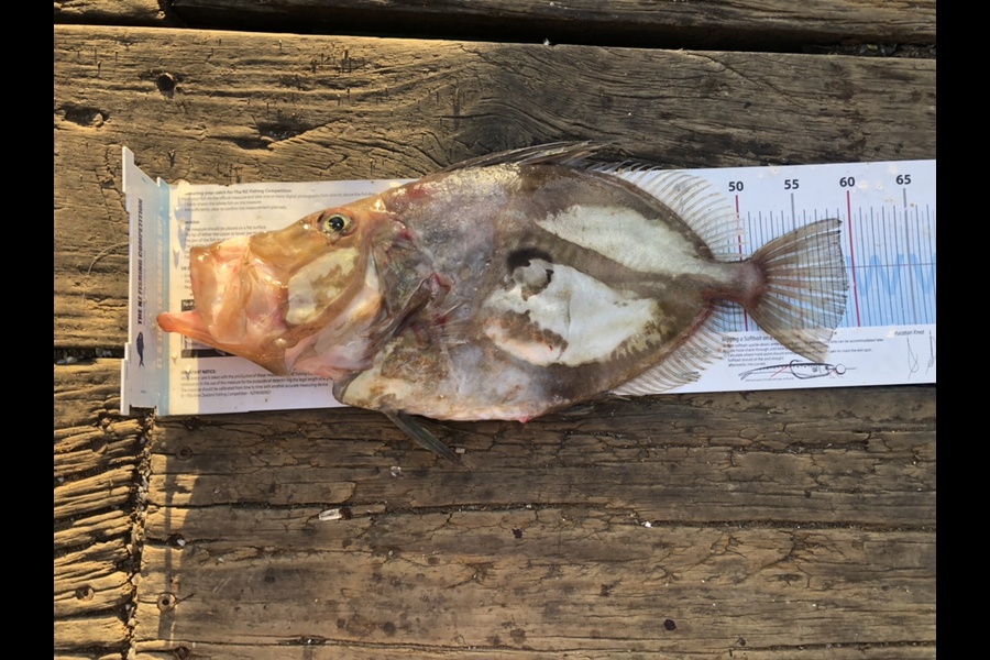 Amber Raudon caught this 55cm John Dory at Barrier during The Export NZ Fishing Competition