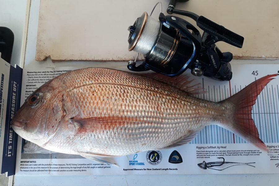 Jim Collins caught this 43.5cm Snapper at Welly harbour during The Export NZ Fishing Competition
