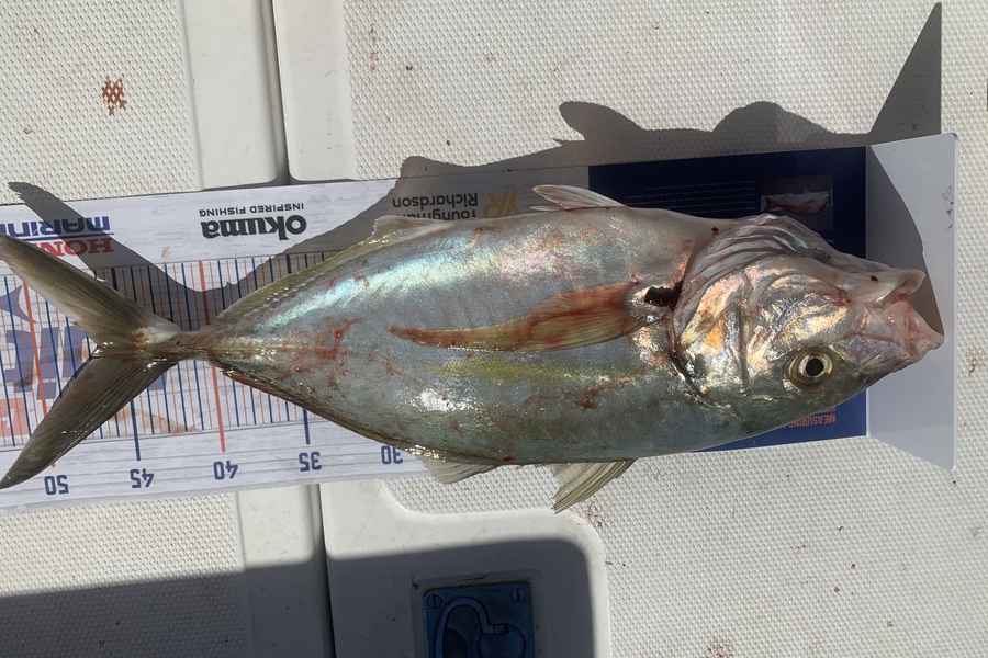 Dianne Caton caught this 46.0cm Trevally at Whitianga  during The Export NZ Fishing Competition