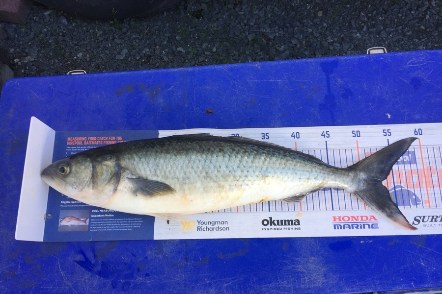 Grant Thompson caught this 53.0cm Kahawai at Kawau  during The Export NZ Fishing Competition