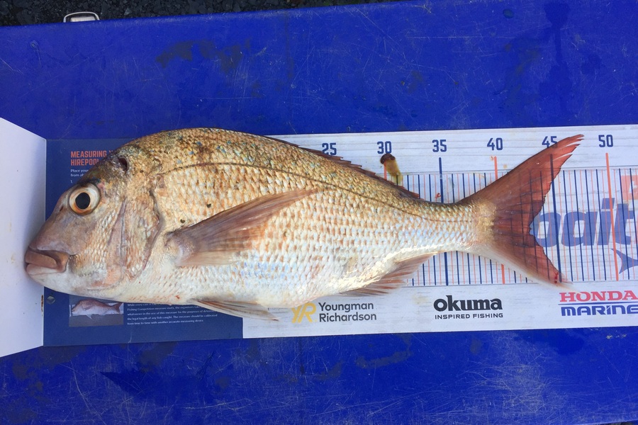 Grant Thompson caught this 42.5cm Snapper at Kawau  during The Export NZ Fishing Competition