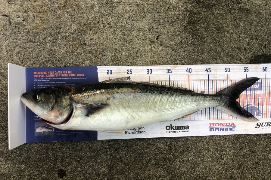 Steven Young caught this 52.0cm Kahawai at Tangimoana  during The Export NZ Fishing Competition