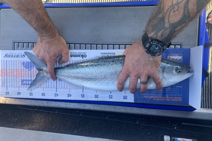 Shaun Powell caught this 52.0cm Kahawai at Hauraki gulf during The Export NZ Fishing Competition