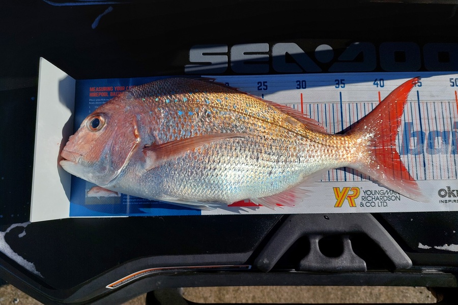 REECE TAWHARU caught this 41.5cm Snapper at Foxton during The Export NZ Fishing Competition
