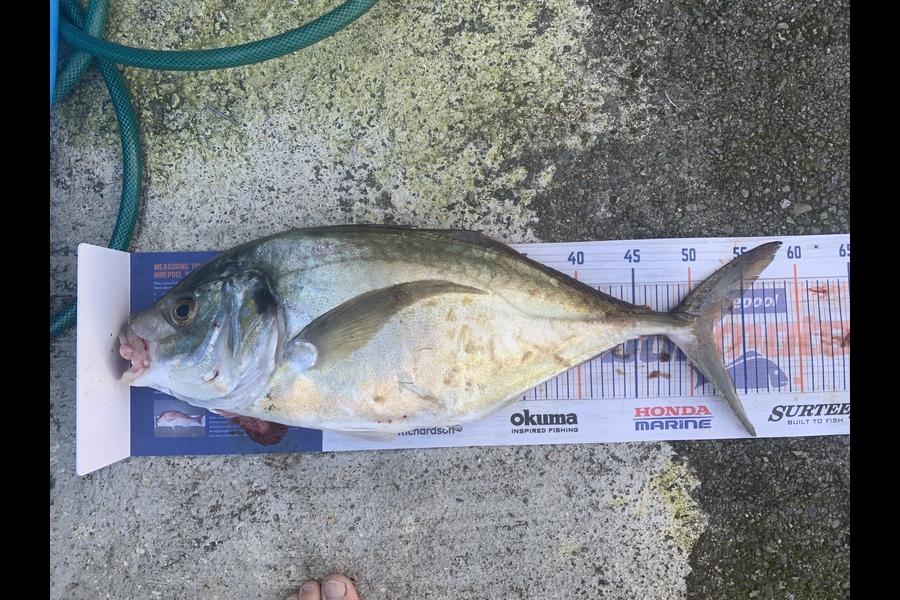 Chris Senior caught this 52cm Trevally at Mana during The Export NZ Fishing Competition