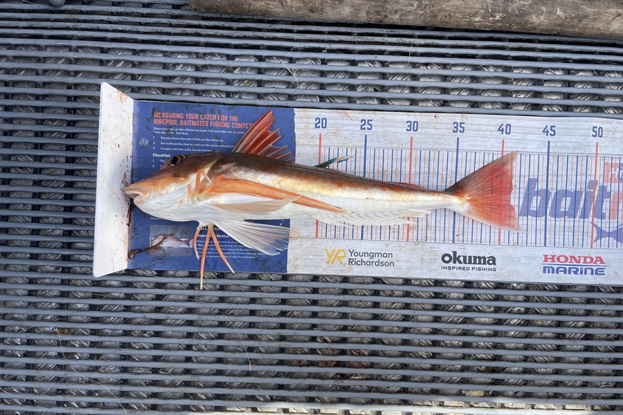 Angel Emtage caught this 41.0cm Gurnard at Kaipara Harbour  during The Export NZ Fishing Competition