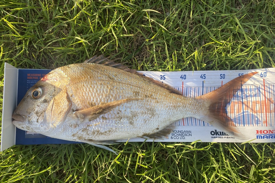 Steve Ryder caught this 50.5cm Snapper at Pouto  during The Export NZ Fishing Competition