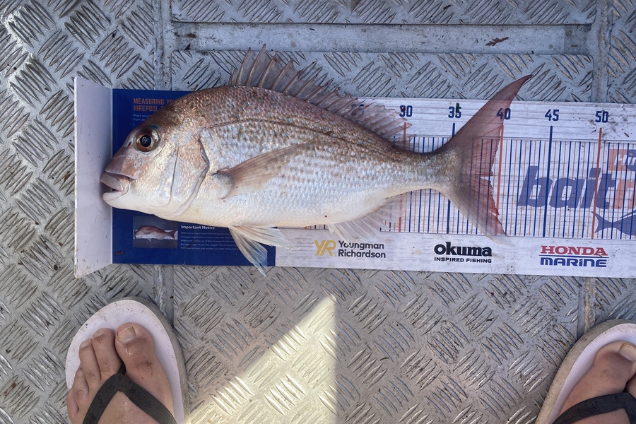Josiah Atkinson caught this 39cm Snapper at Ohope during The Export NZ Fishing Competition