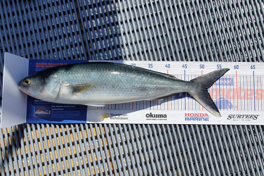 Kevin Johnson caught this 51.5cm Kahawai at Tairua during The Export NZ Fishing Competition