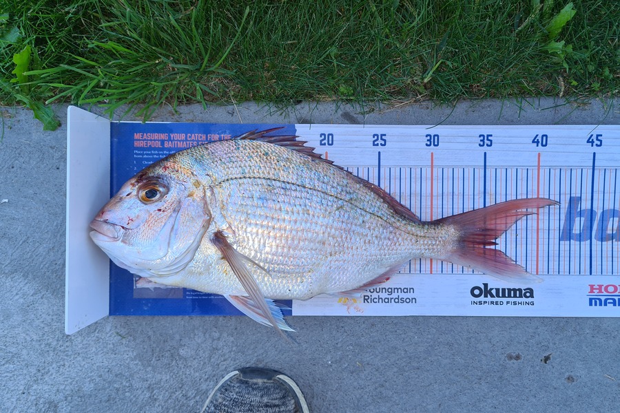 David Kovacs caught this 35cm Snapper at Taranaki port during The Export NZ Fishing Competition