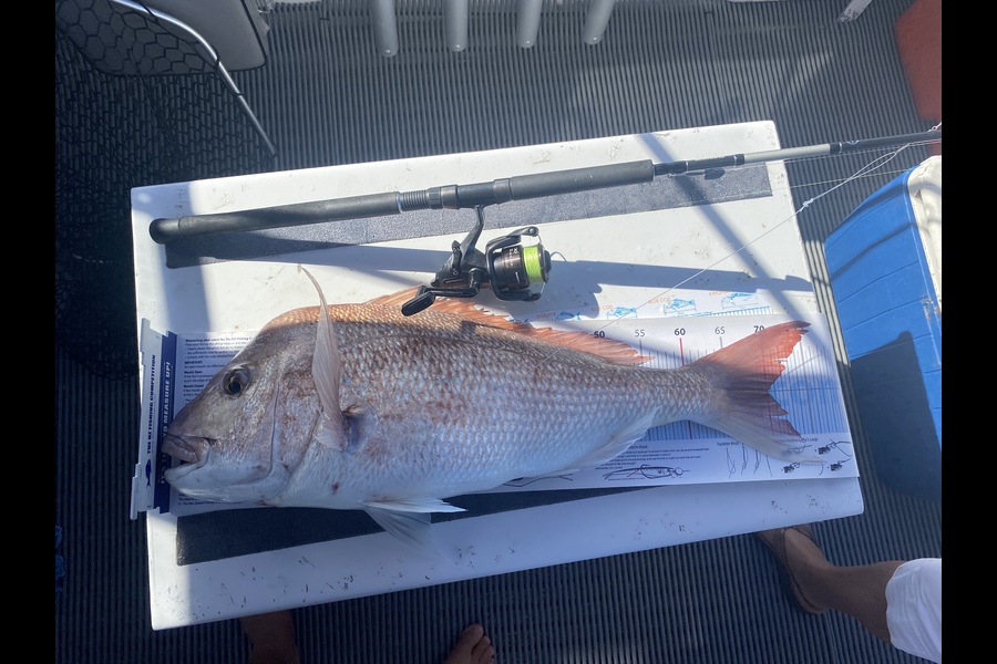 Shane Reed caught this 70.0cm Snapper at Otama during The Export NZ Fishing Competition
