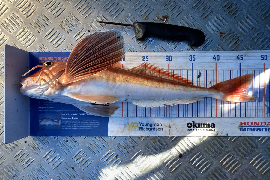 Nigel Sylva caught this 46.0cm Gurnard at Mana  during The Export NZ Fishing Competition