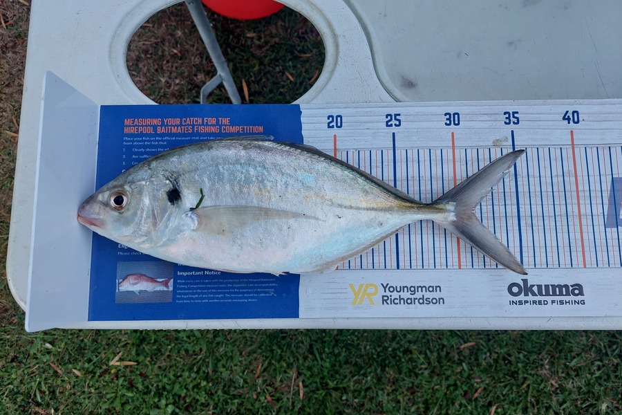 Matthew Mann caught this 31cm Trevally at Firth of thames  during The Export NZ Fishing Competition