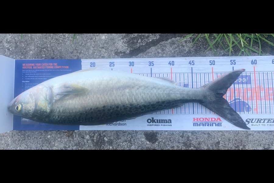 Domonic Tatham caught this 52.0cm Kahawai at New Plymouth  during The Export NZ Fishing Competition