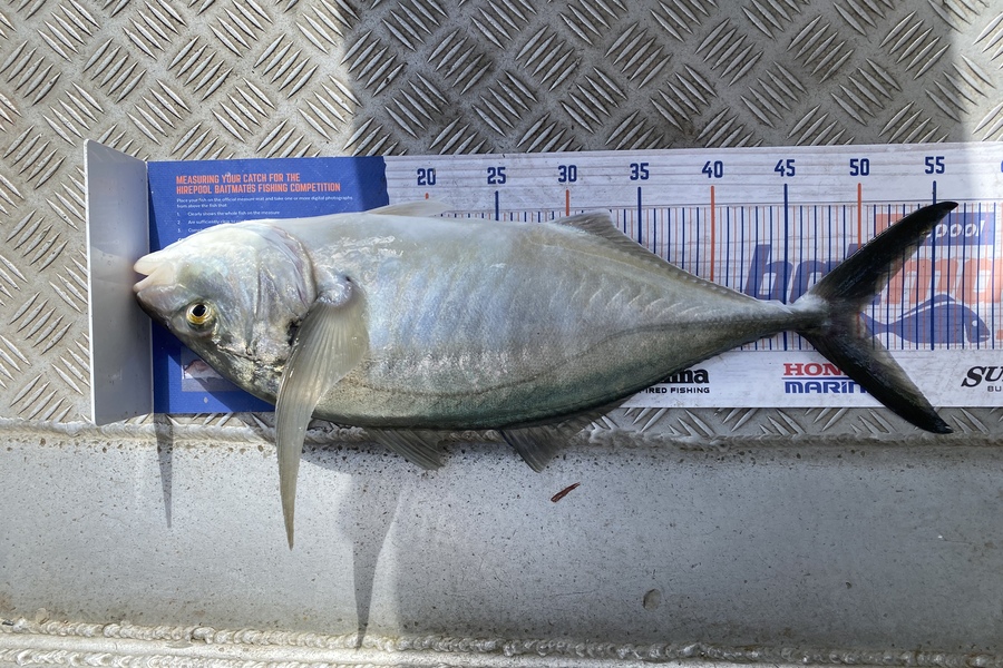 Aaron  McClennan caught this 50.0cm Trevally at Coromandel  during The Export NZ Fishing Competition