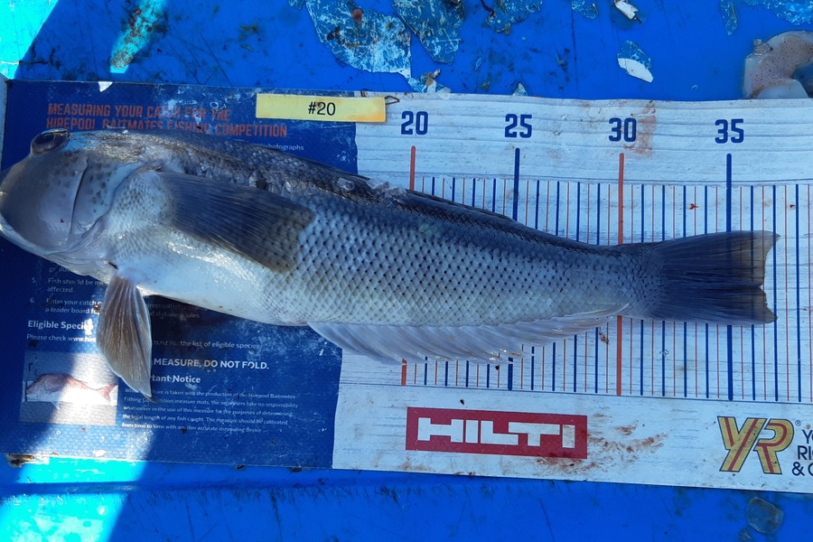 Dan Musson caught this 36.5cm Blue Cod at Welly sth coast  during The Export NZ Fishing Competition
