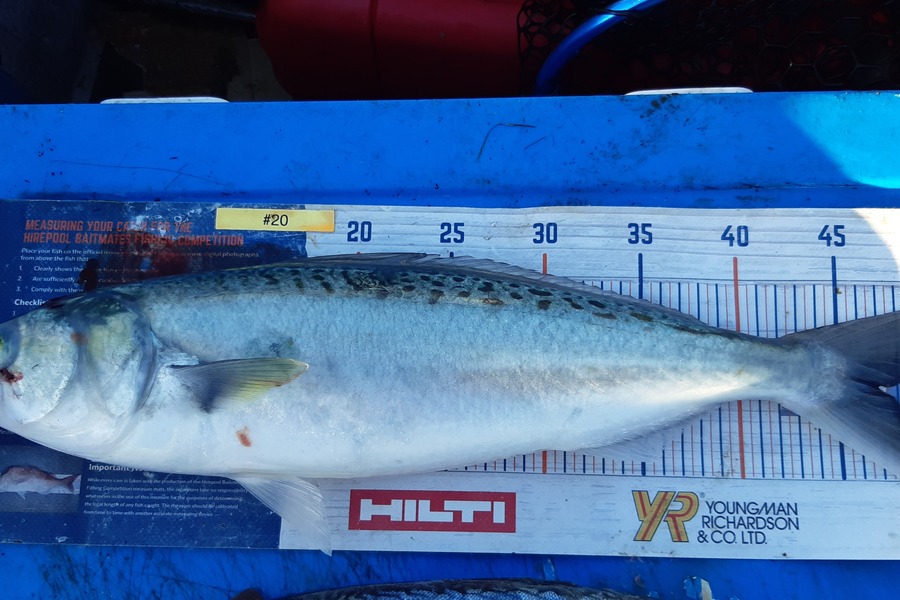 Dan Musson caught this 47.0cm Kahawai at Welly sth coast  during The Export NZ Fishing Competition