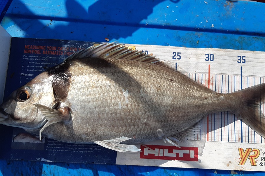 Dan Musson caught this 37.5cm Tarakihi at Welly sth coast  during The Export NZ Fishing Competition
