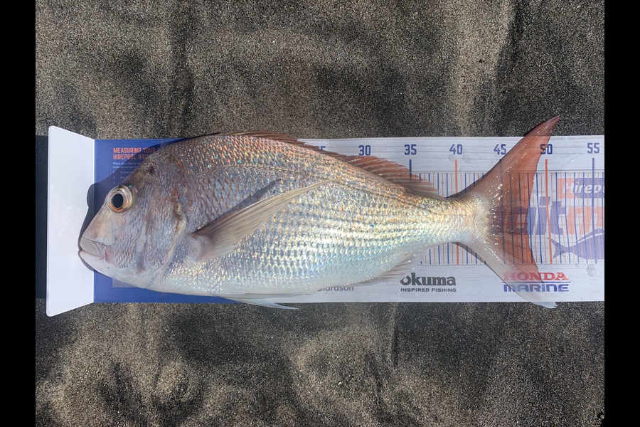 Shannon Millar caught this 47.5cm Snapper at Papamoa East during The Export NZ Fishing Competition