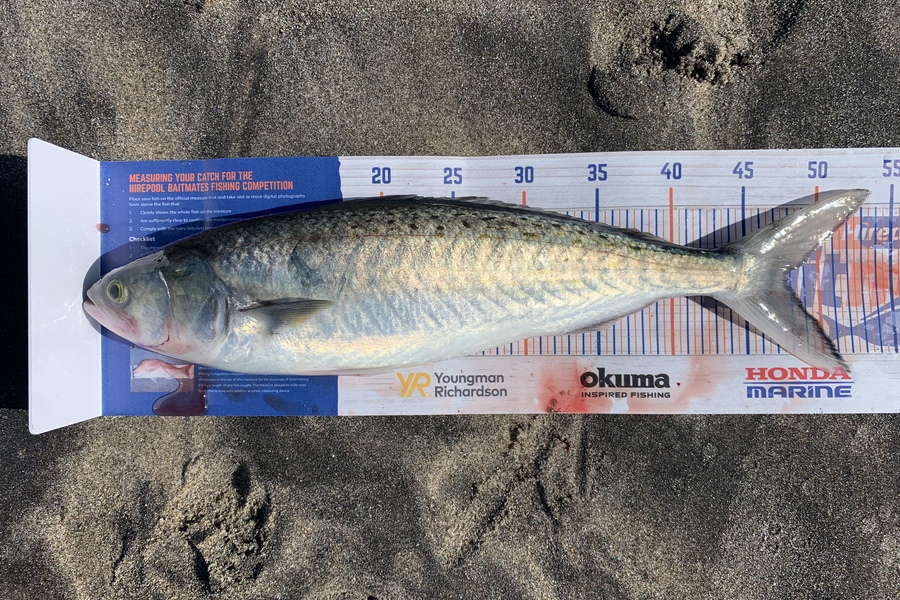 Shannon Millar caught this 47.5cm Kahawai at Papamoa East  during The Export NZ Fishing Competition