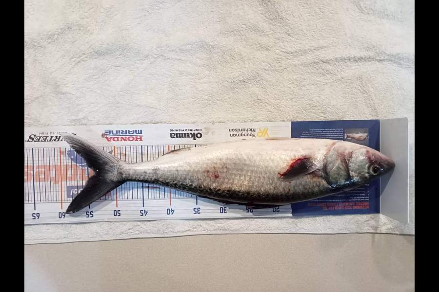 Darren Somner caught this 53.5cm Kahawai at Port alburt wellsford  during The Export NZ Fishing Competition