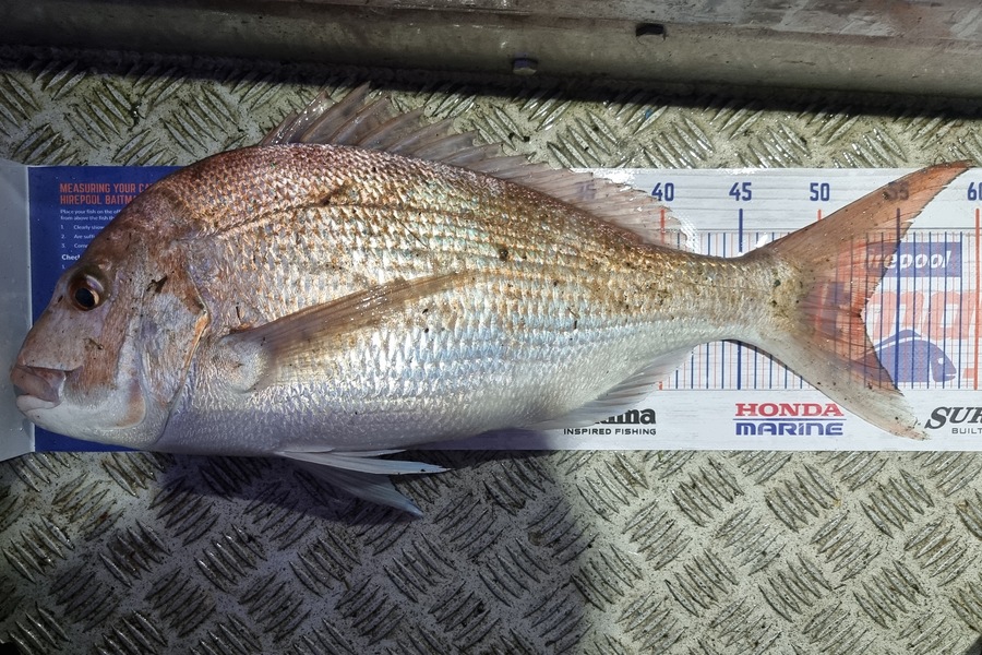 Phillip Rose caught this 52.5cm Snapper at Golden Bay during The Export NZ Fishing Competition