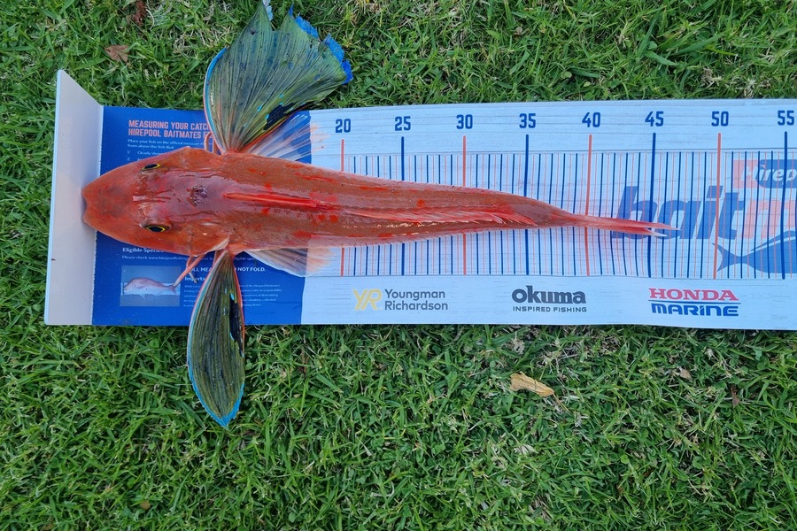 Aidan Parker caught this 44cm Gurnard at Kapiti  during The Export NZ Fishing Competition