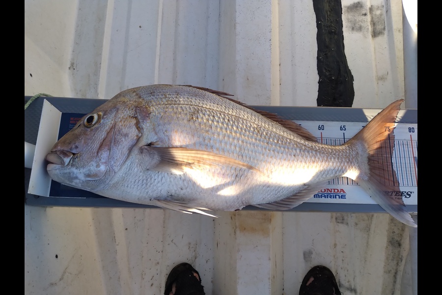Geoff Preston caught this 75.0cm Snapper at Mokau during The Export NZ Fishing Competition