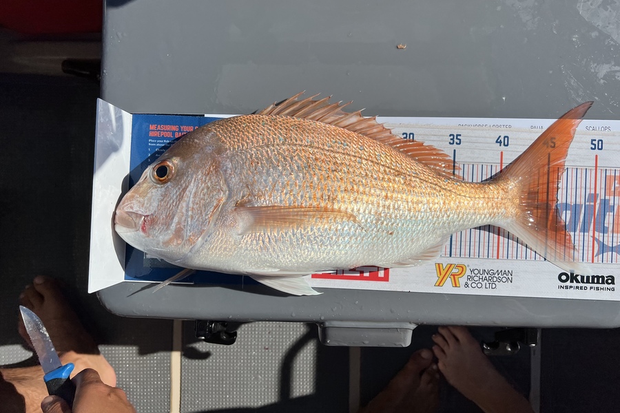 Melissa Martin caught this 46.0cm Snapper at BOP during The Export NZ Fishing Competition