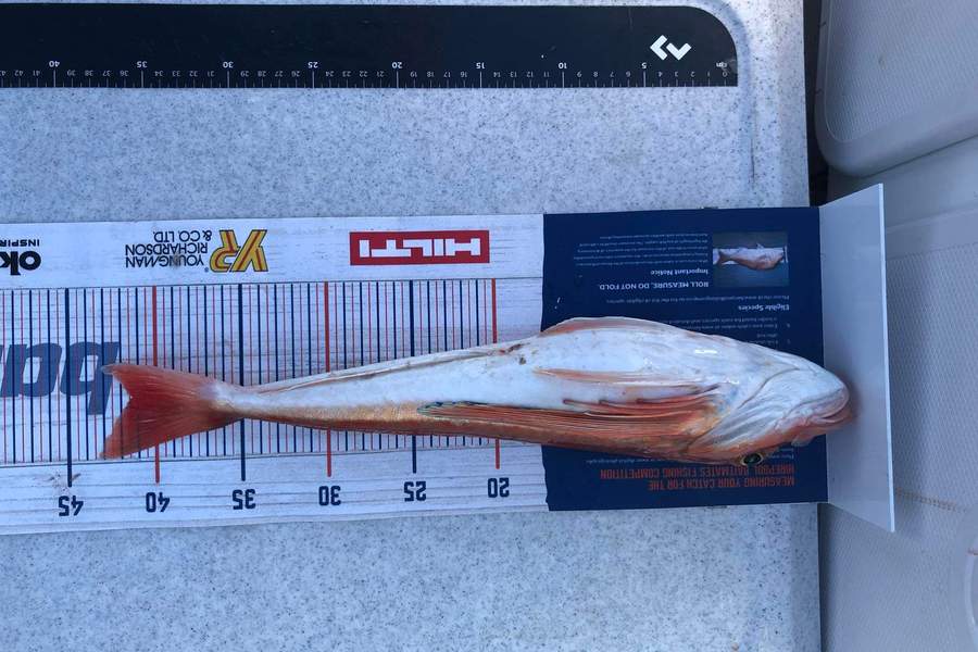 Nikora Wild caught this 41.5cm Gurnard at Kapiti Coast  during The Export NZ Fishing Competition