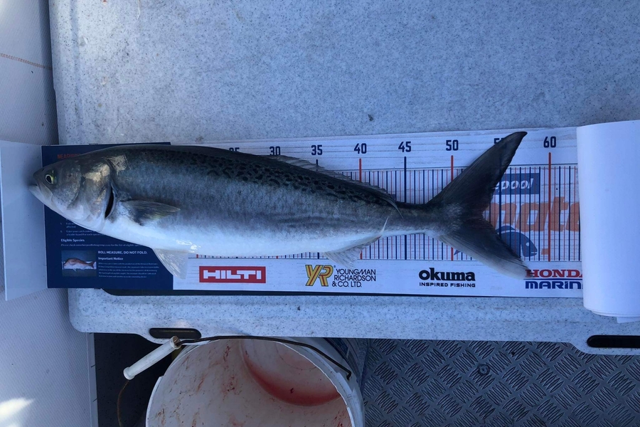 Nikora Wild caught this 53.0cm Kahawai at Kapiti Coast  during The Export NZ Fishing Competition