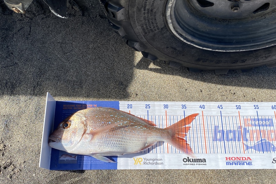 Blair Brookbanks caught this 34cm Snapper at Papamoa Beach during The Export NZ Fishing Competition