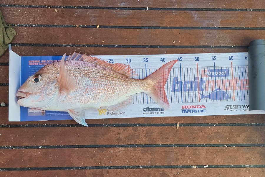 Matt Barker caught this 40.0cm Snapper at Coramandle during The Export NZ Fishing Competition