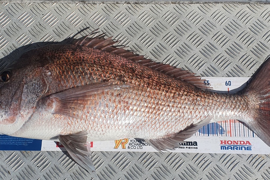 Kristian Borgolte caught this 71.5cm Snapper at Little Barrier during The Export NZ Fishing Competition