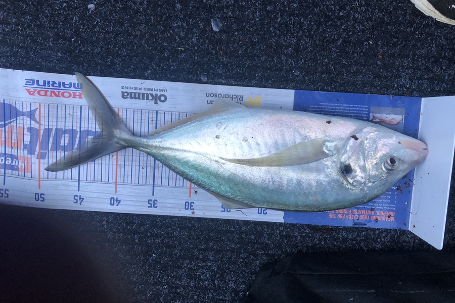 Dean Taylor caught this 42cm Trevally at Matakana during The Export NZ Fishing Competition