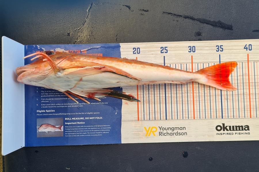 Jacqui Law caught this 36.5cm Gurnard at Wanganui during The Export NZ Fishing Competition