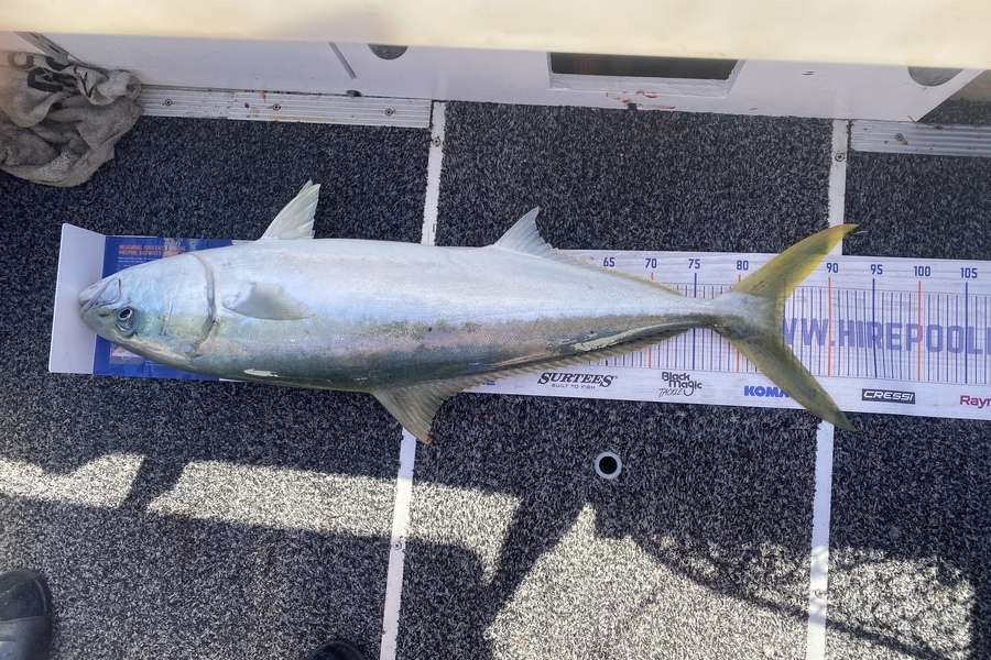 Jono Moffat caught this 85.0cm Kingfish at Mount maunganui during The Export NZ Fishing Competition