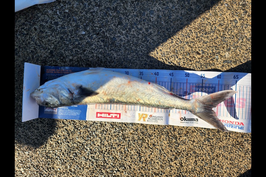 Rosanne Bright caught this 57.5cm Kahawai at Hauraki Guld during The Export NZ Fishing Competition