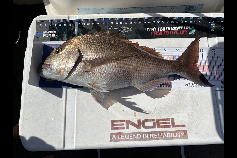 Brad Freeman caught this 62.5cm Snapper at Kawau during The Export NZ Fishing Competition