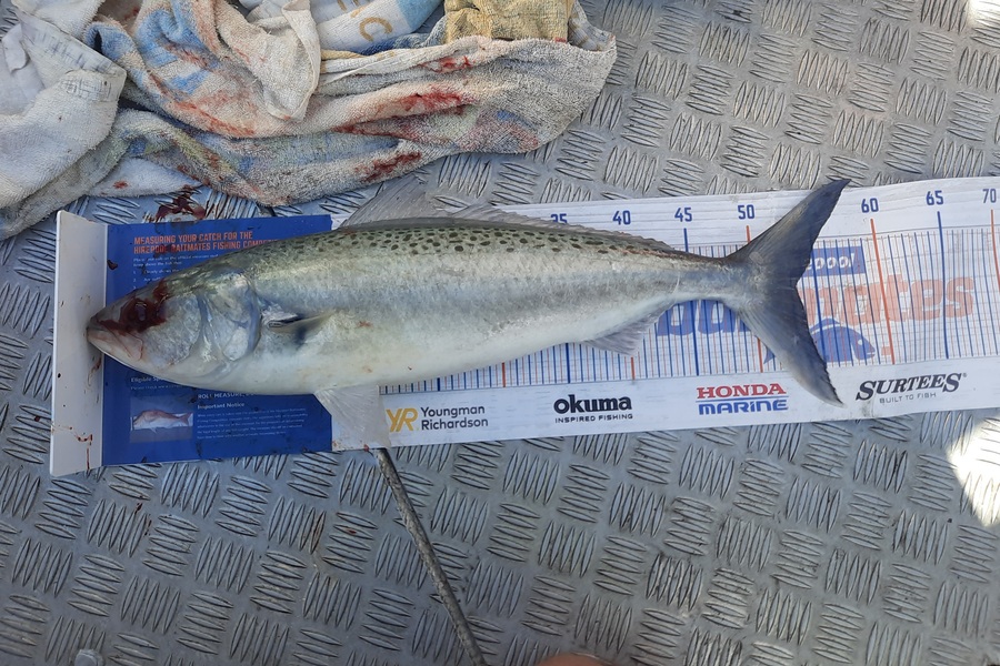 James Shelley caught this 53.5cm Kahawai at Firth of thames  during The Export NZ Fishing Competition