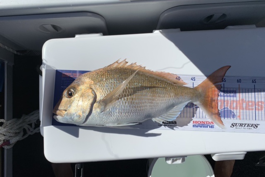 Neville Davy caught this 53.0cm Snapper at Coromandel  during The Export NZ Fishing Competition