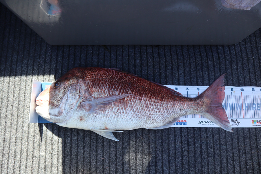 Mark Cotton caught this 80.5cm Snapper at Tasman Bay during The Export NZ Fishing Competition
