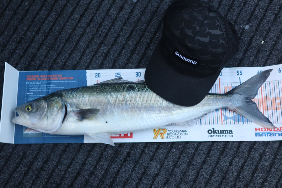 Mark Cotton caught this 57.0cm Kahawai at Tasman Bay during The Export NZ Fishing Competition